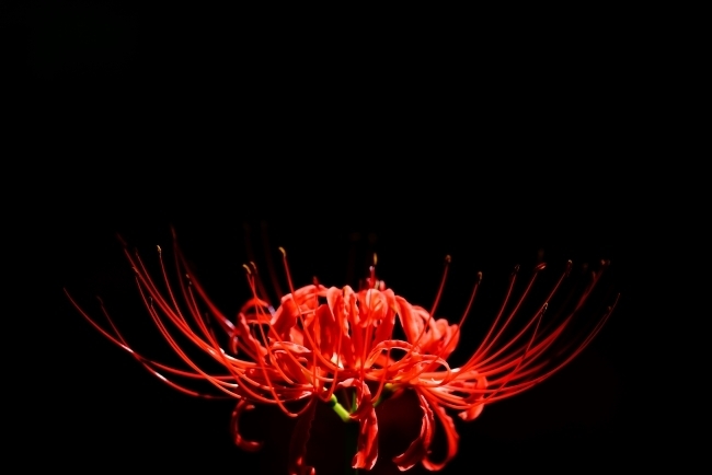 DSC08735.JPG
