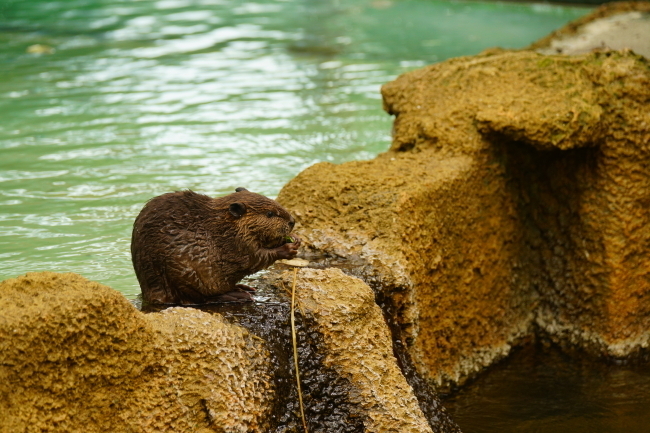 DSC08768+1.JPG