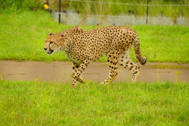 DSC08814+1.JPG