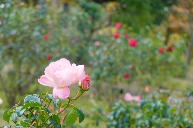 DSC08823.jpg