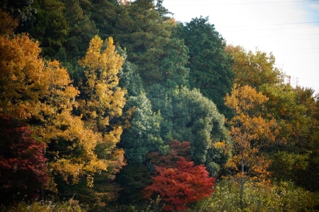 DSC08831.jpg