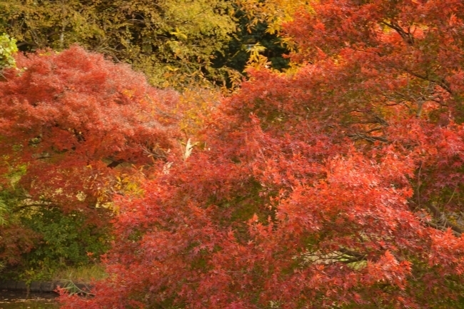 DSC08837.jpg