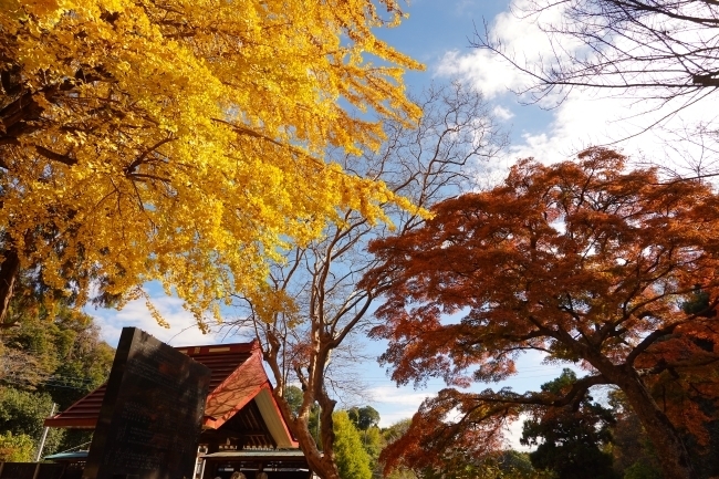 DSC08856.jpg