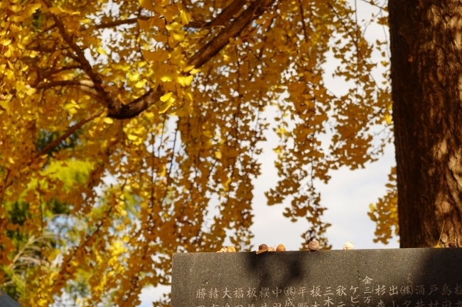 DSC08859.jpg