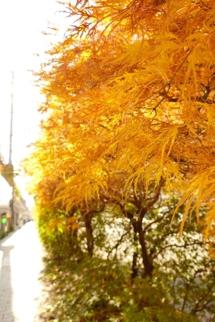 DSC08880.jpg
