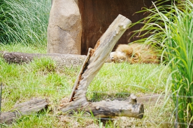 DSC08906.JPG