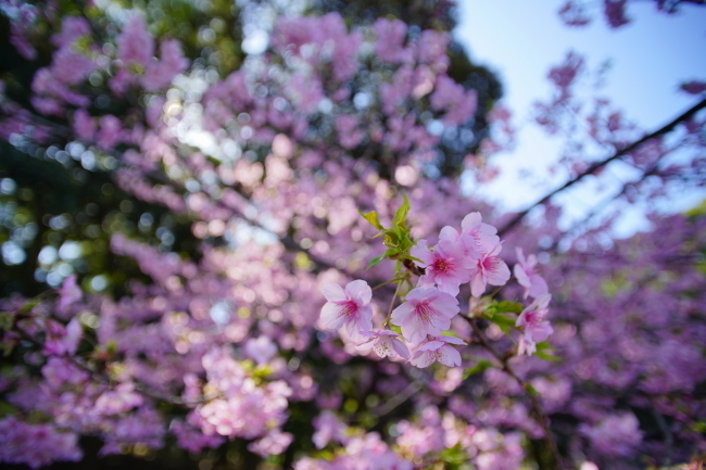 DSC08944+1.JPG