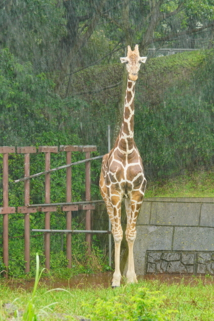 DSC09214+1.JPG