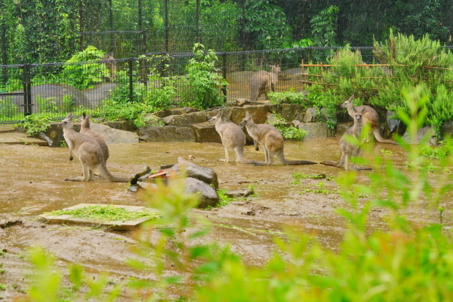 DSC09250+1.JPG