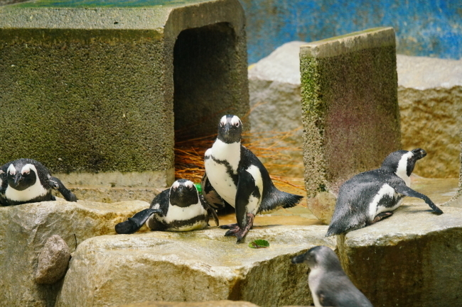 DSC09348+1.JPG