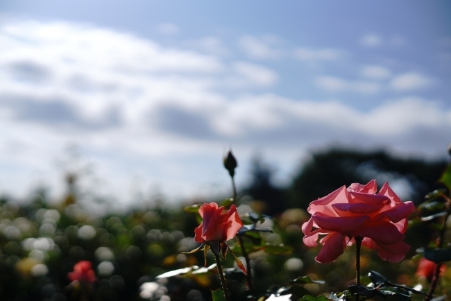 DSC09534.JPG