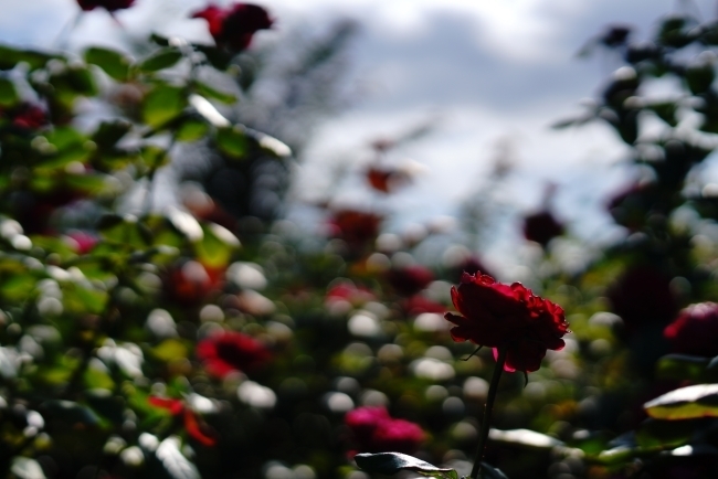 DSC09565.JPG