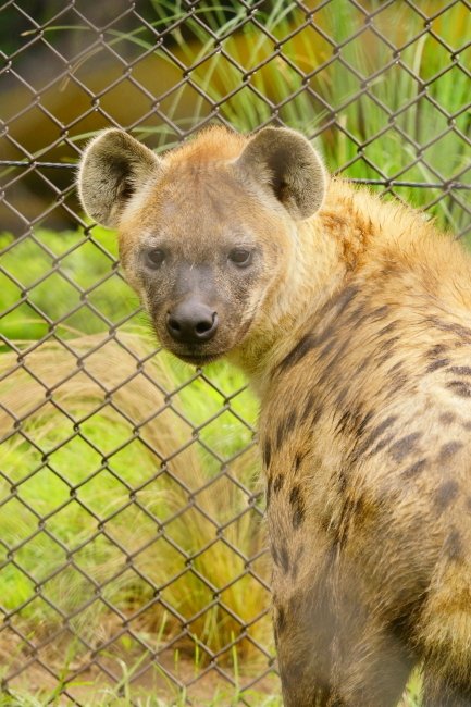 DSC09584+1.JPG