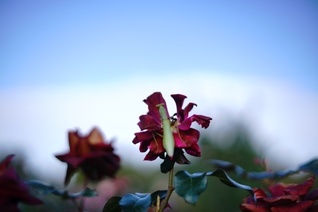 DSC09605.JPG