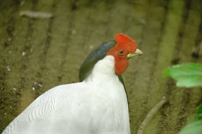 DSC09786.JPG