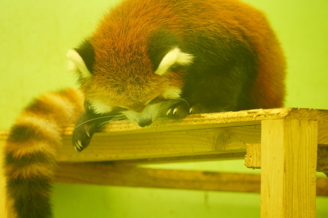 DSC09846+1.JPG