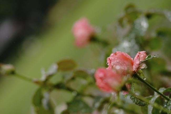 _DSC3152.JPG